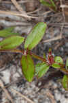 Harper's buttonweed